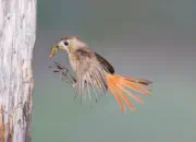 Gartenrotschwanz  IMG_5500