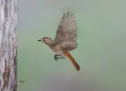 Gartenrotschwanz  IMG_5572