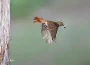 Gartenrotschwanz  IMG_5862