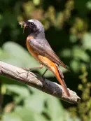 Gartenrotschwanz  IMG_5718