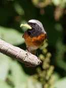 Gartenrotschwanz  IMG_5738