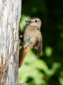 Gartenrotschwanz  IMG_5440