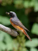 Gartenrotschwanz  IMG_5744a