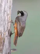 Gartenrotschwanz  IMG_5789