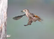 Gartenrotschwanz  IMG_5536