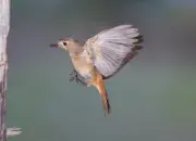 Gartenrotschwanz  IMG_5525