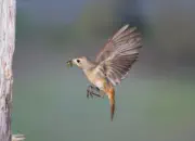 Gartenrotschwanz  IMG_5488