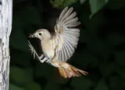 Gartenrotschwanz  IMG_5449