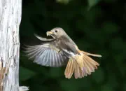 Gartenrotschwanz  IMG_5462