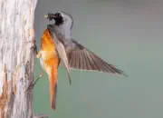 Gartenrotschwanz  IMG_5523