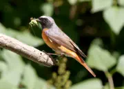 Gartenrotschwanz  IMG_5700