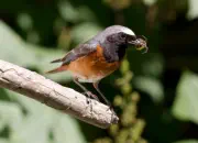 Gartenrotschwanz  IMG_5664