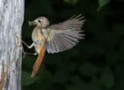 Gartenrotschwanz  IMG_5478