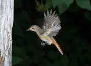 Gartenrotschwanz  IMG_5465