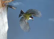 Kohlmeise IMG_2831a_1