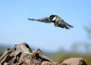 Kohlmeise 2011_IMG_8862