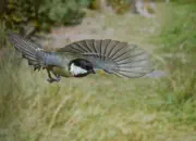 Kohlmeise 2012_IMG_6118