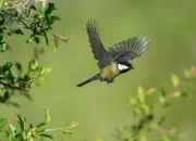 Kohlmeise 2012_IMG_6560