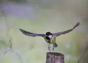 Kohlmeise 2013_0102a