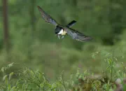 Kohlmeise 2011_IMG_1211