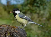 Kohlmeise 2012_IMG_6001