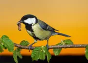 Kohlmeise 2012_IMG_5929