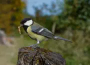 Kohlmeise 2012_IMG_6007