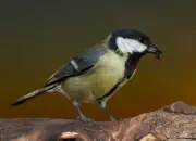 Kohlmeise 2012_IMG_5851