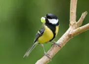 Kohlmeise 2014_IMG_0825