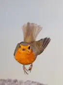 Rotkehlchen  IMG_8569