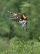 Rotkehlchen  2012_IMG_3089