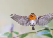 Rotkehlchen  2019-IMG_9466