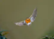 Rotkehlchen  2019-IMG_8676