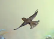 Rotkehlchen  2019-IMG_8808