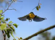 Rotkehlchen  2011_IMG_0572