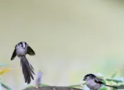 Schwanzmeise  2019-IMG_8995