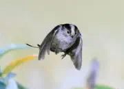 Schwanzmeise  2019-IMG_8996