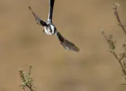 Schwanzmeise  2011_IMG_2249a