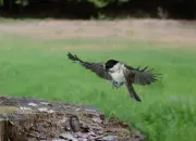 Sumpfmeise  2011_IMG_9183