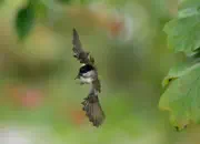 Sumpfmeise  2011_IMG_9131