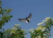 Sumpfmeise  2011_IMG_8448