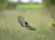 Sumpfmeise  2011_IMG_0965