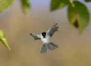 Sumpfmeise  2011_IMG_9597