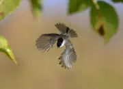 Sumpfmeise  2011_IMG_1416