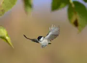 Sumpfmeise  2011_IMG_1447