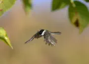 Sumpfmeise  2011_IMG_1420