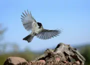 Sumpfmeise  2011_IMG_9540