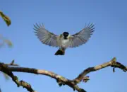 Sumpfmeise  2011_IMG_9452