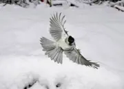 Sumpfmeise  2011_IMG_0005