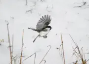 Sumpfmeise  2011_IMG_2056